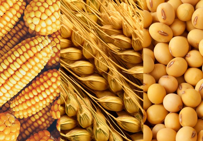 إرتفاع أسعار القمح والذرة بنحو 05 في المائة عالمياً 